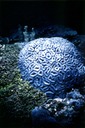 BrainCoral