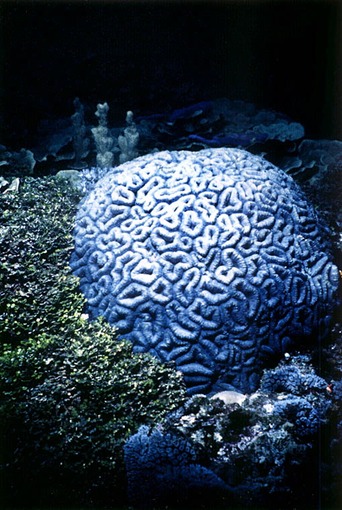 BrainCoral