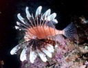 LionFish