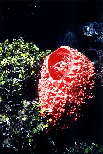 RedSponge