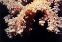 SoftCoral