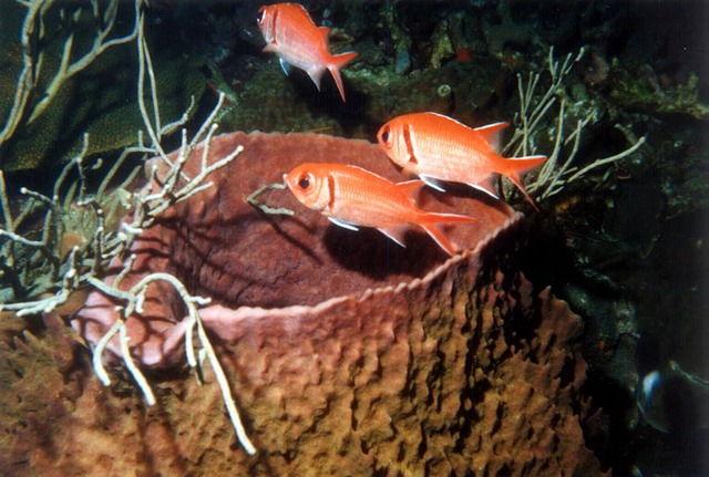 SquirrelFish