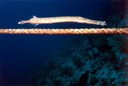 TrumpetFish