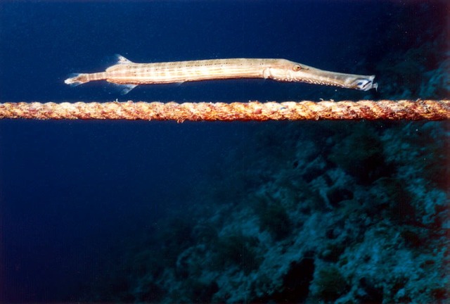 TrumpetFish